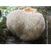 Мицелий Гериция шиповатого / Ежовик гребенчатый (Hericium erinaceus)